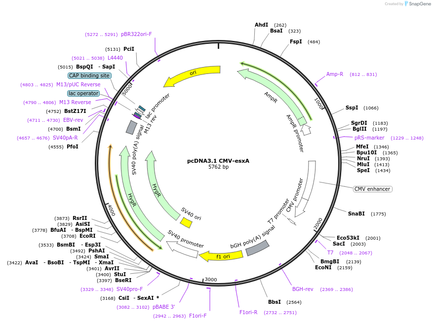 253181-plasmid-map-sequence-id-505668