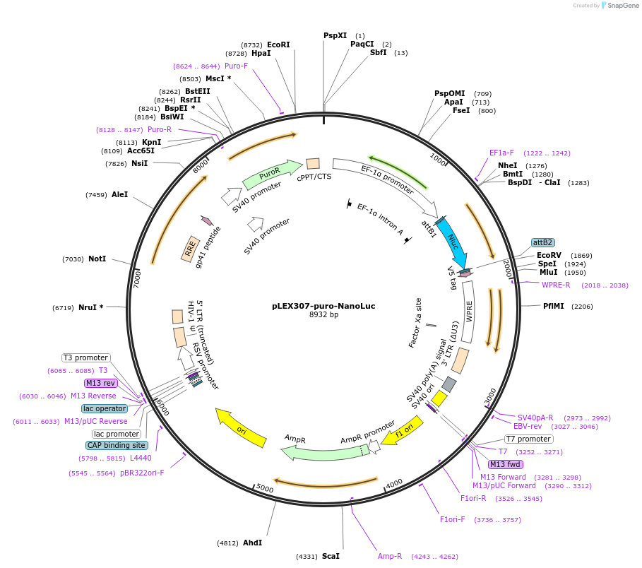 254471-plasmid-map-sequence-id-505725