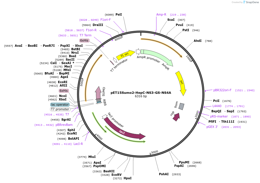 254048-plasmid-map-sequence-id-505726