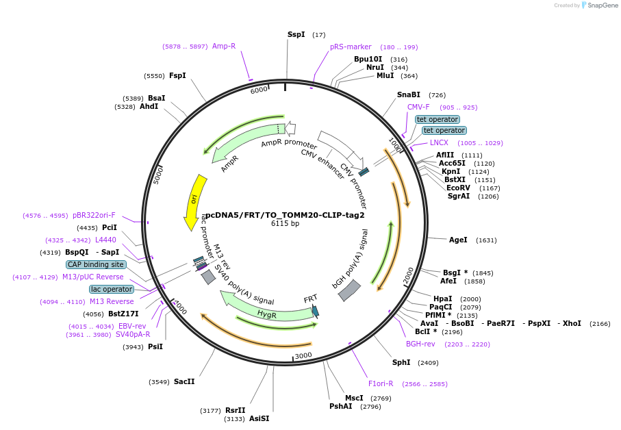 254210-plasmid-map-sequence-id-505737
