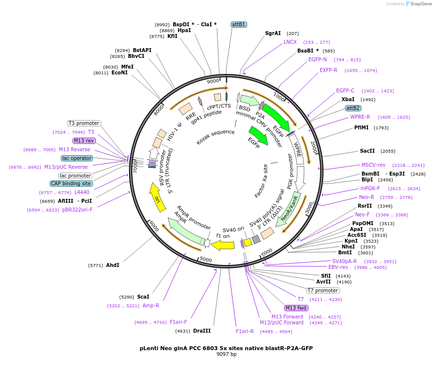254306-plasmid-map-sequence-id-505742