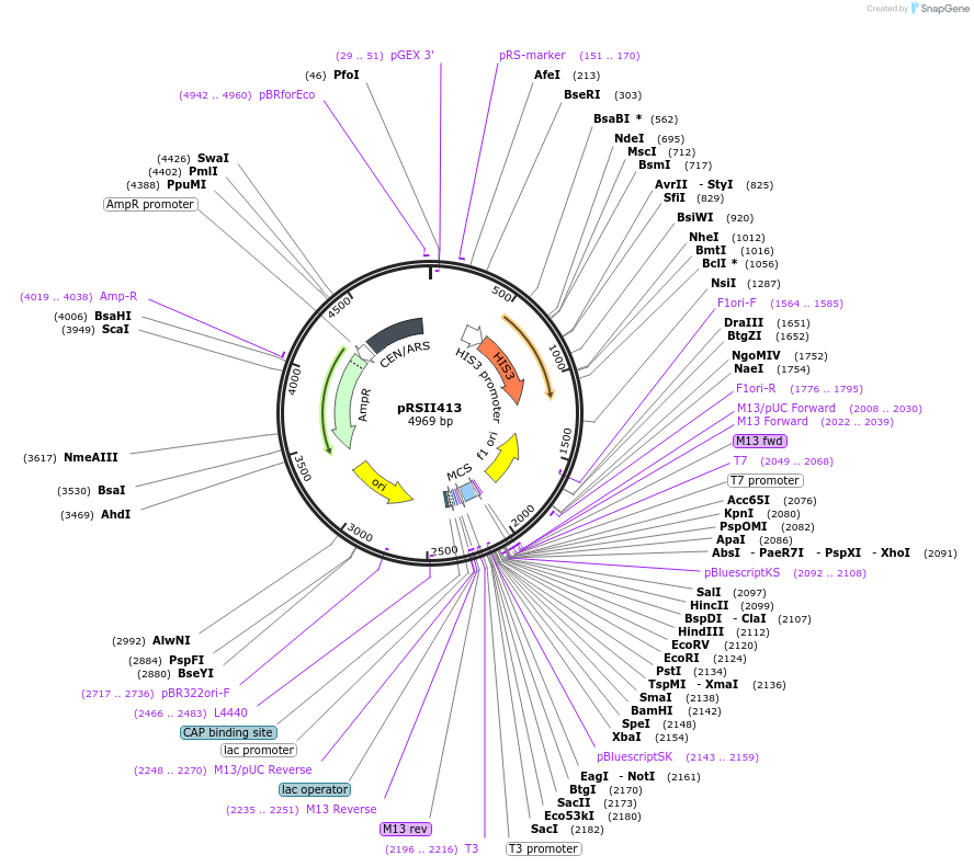 35450-plasmid-map-sequence-id-50575