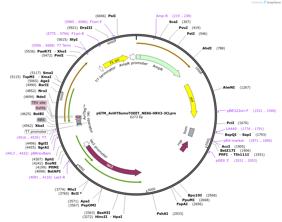 254122-plasmid-map-sequence-id-505750