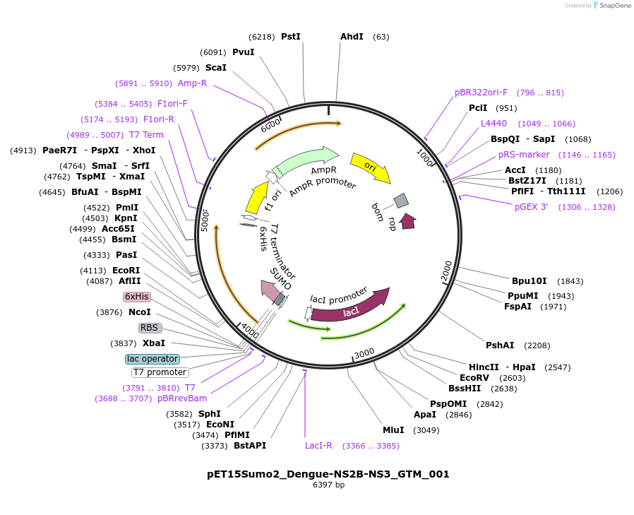 240378-plasmid-map-sequence-id-505751