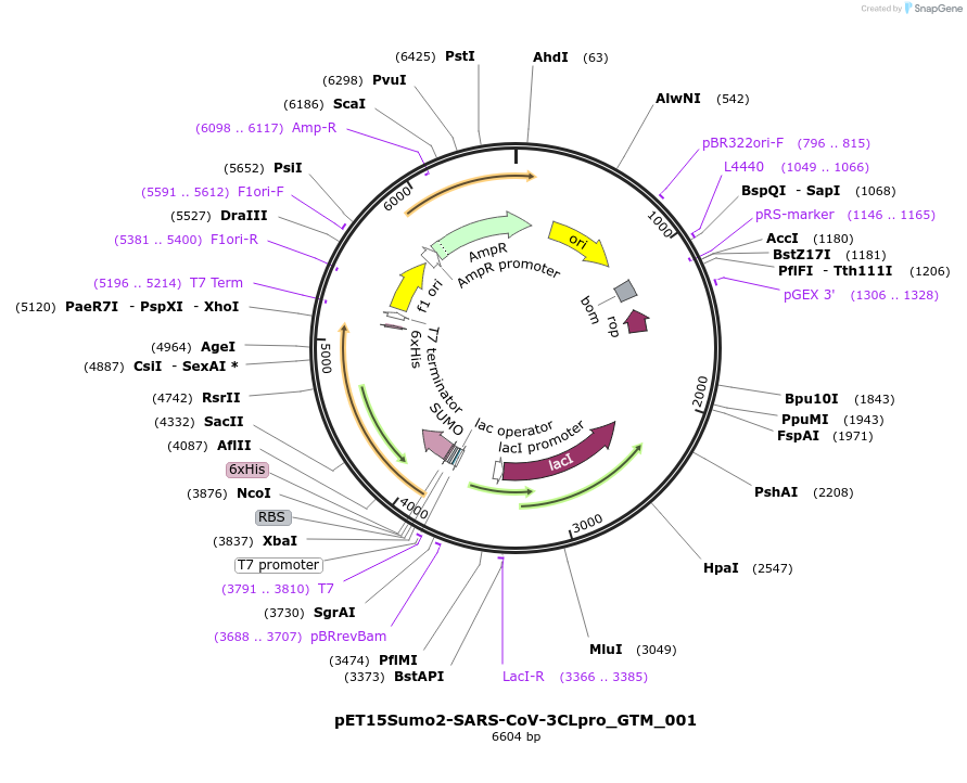 240380-plasmid-map-sequence-id-505752