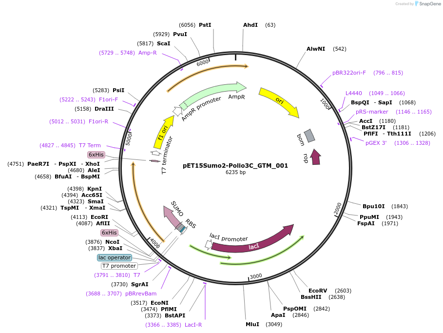 240387-plasmid-map-sequence-id-505753