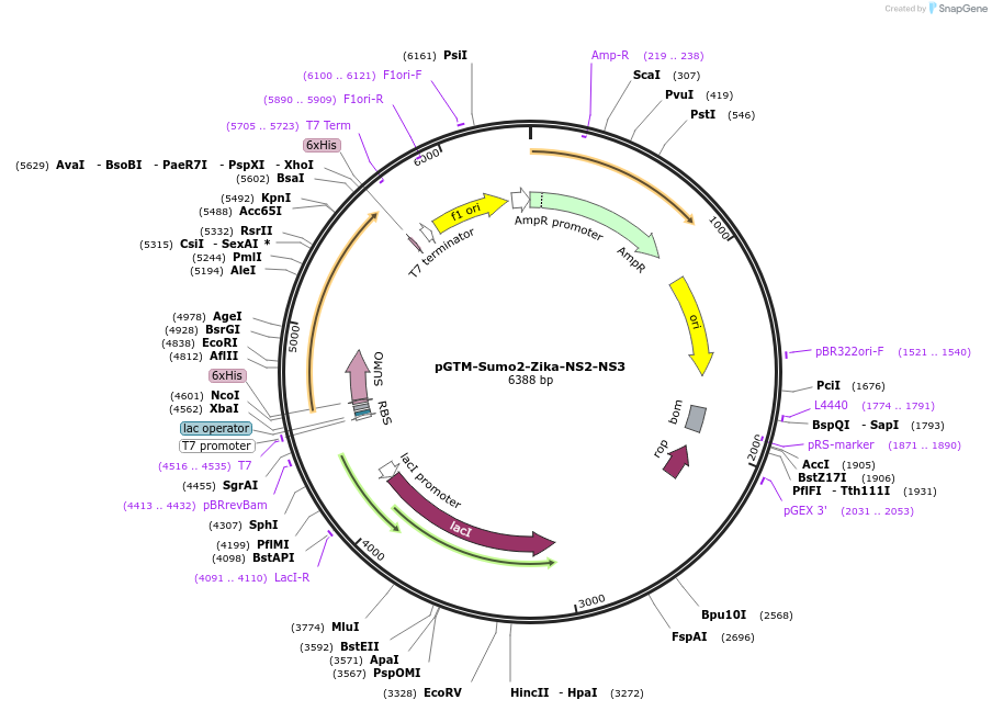 240390-plasmid-map-sequence-id-505754