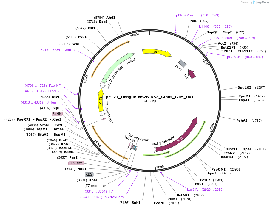 254043-plasmid-map-sequence-id-505757