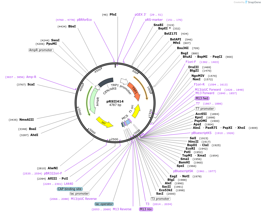 35452-plasmid-map-sequence-id-50576
