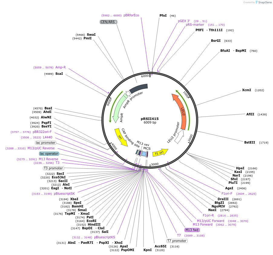 35454-plasmid-map-sequence-id-50577