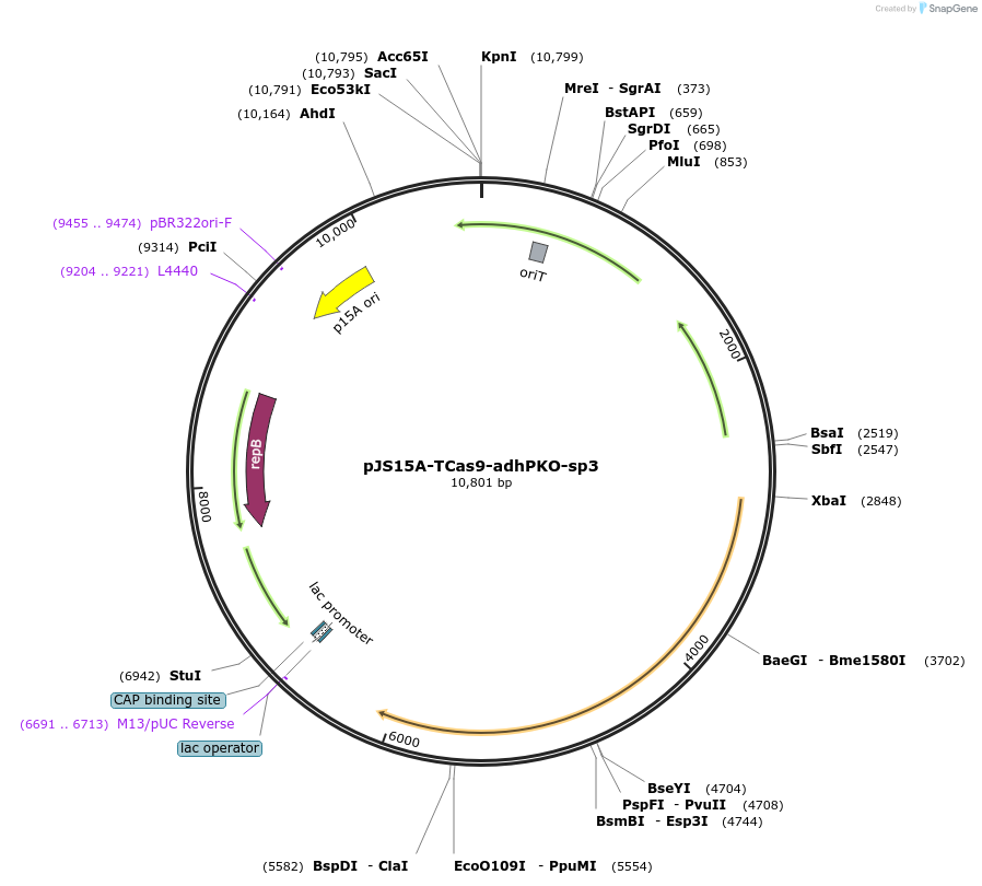 231850-plasmid-map-sequence-id-505773