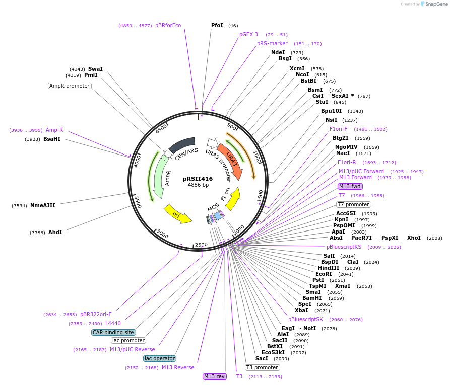35456-plasmid-map-sequence-id-50579