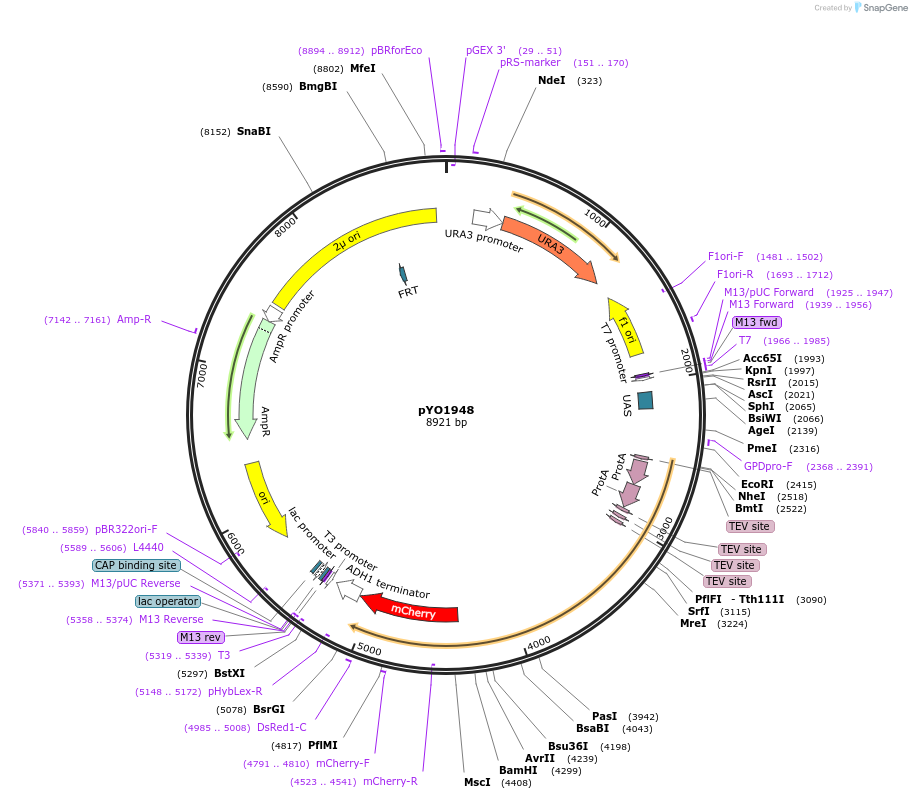 252686-plasmid-map-sequence-id-506021