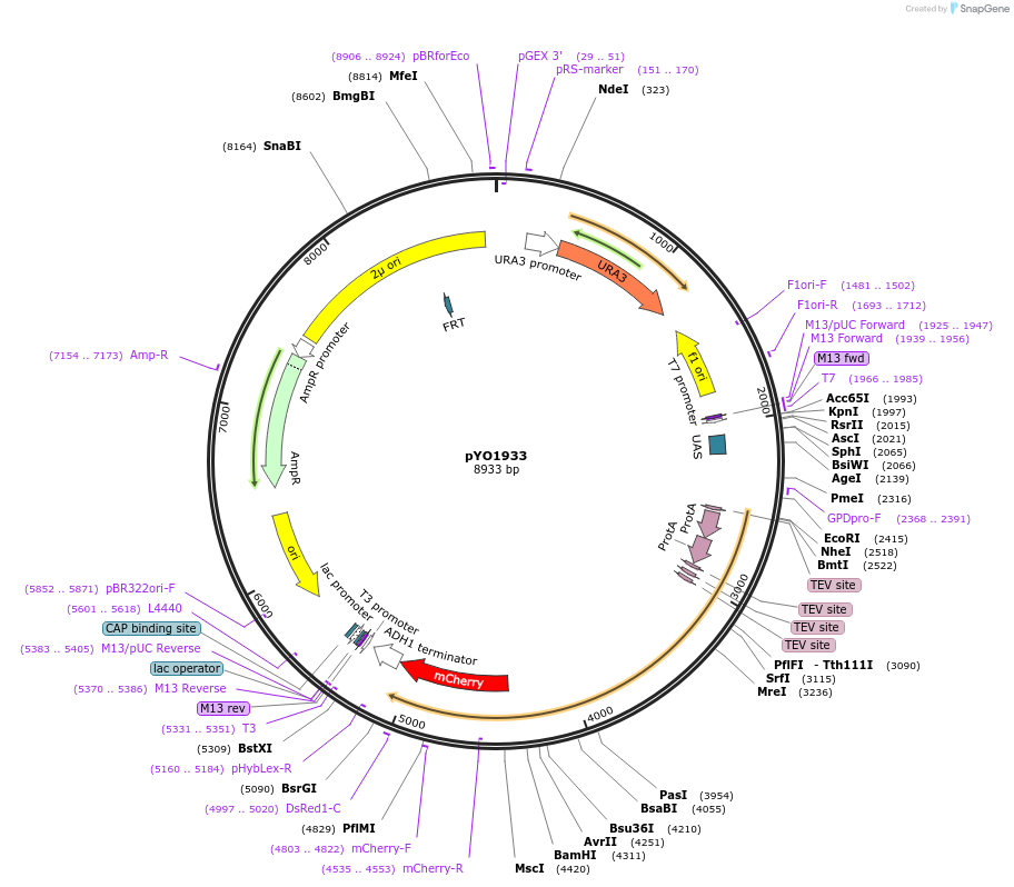 252684-plasmid-map-sequence-id-506022