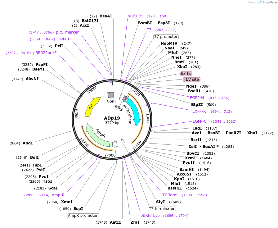 252703-plasmid-map-sequence-id-506029