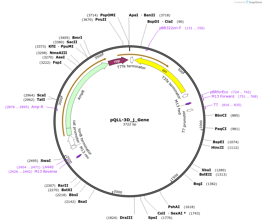 253721-plasmid-map-sequence-id-506044