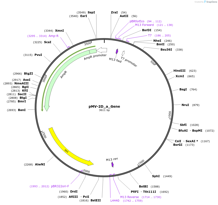 253693-plasmid-map-sequence-id-506048