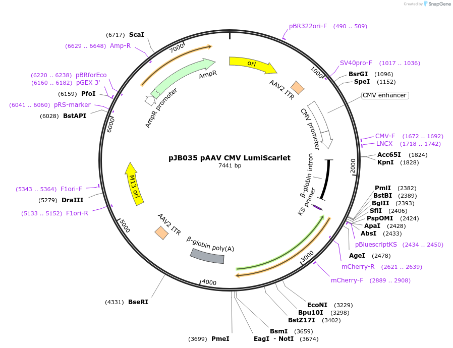 252770-plasmid-map-sequence-id-506120