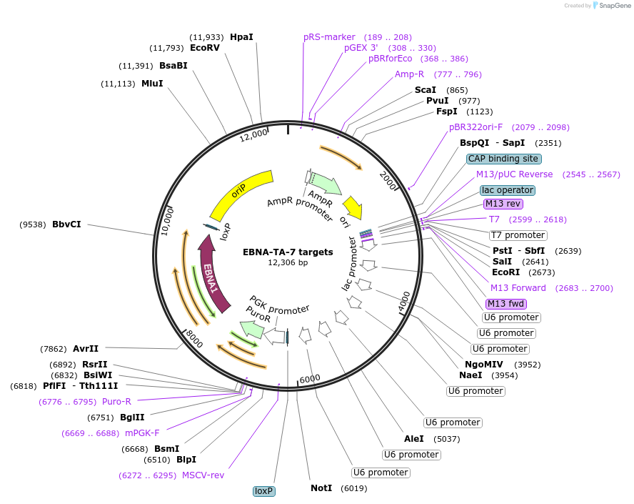 250606-plasmid-map-sequence-id-506223