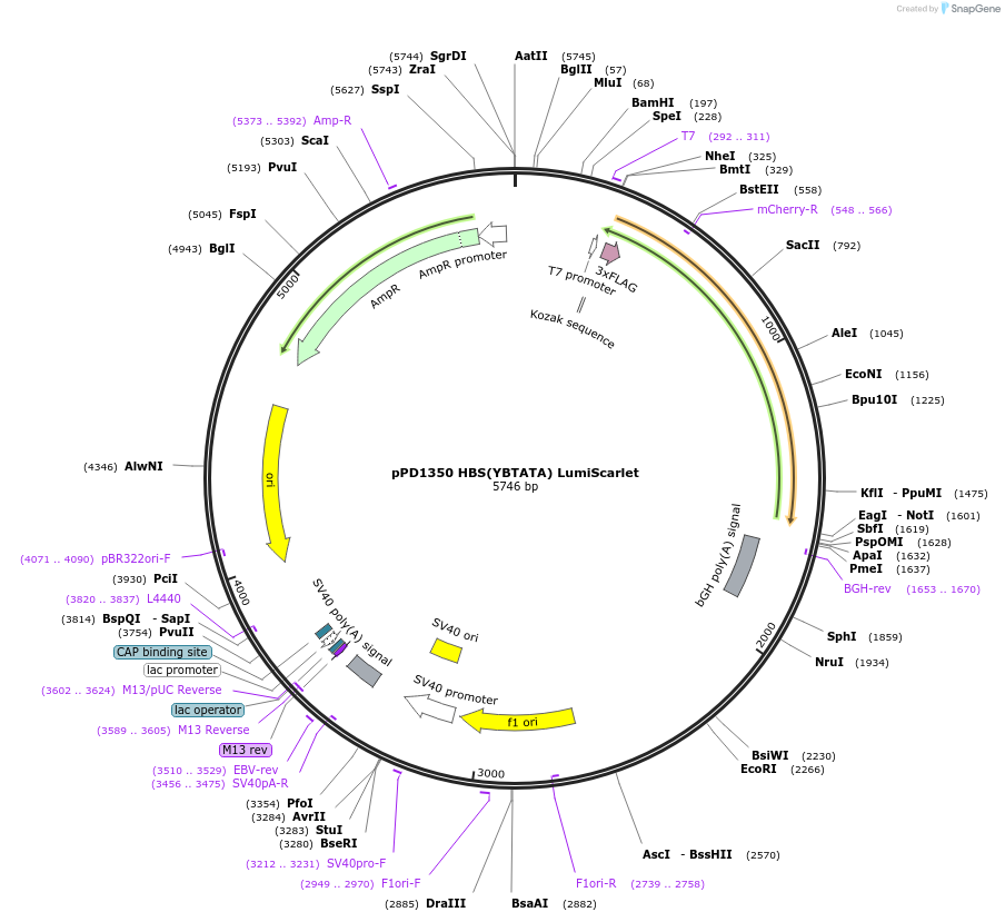 253908-plasmid-map-sequence-id-506250