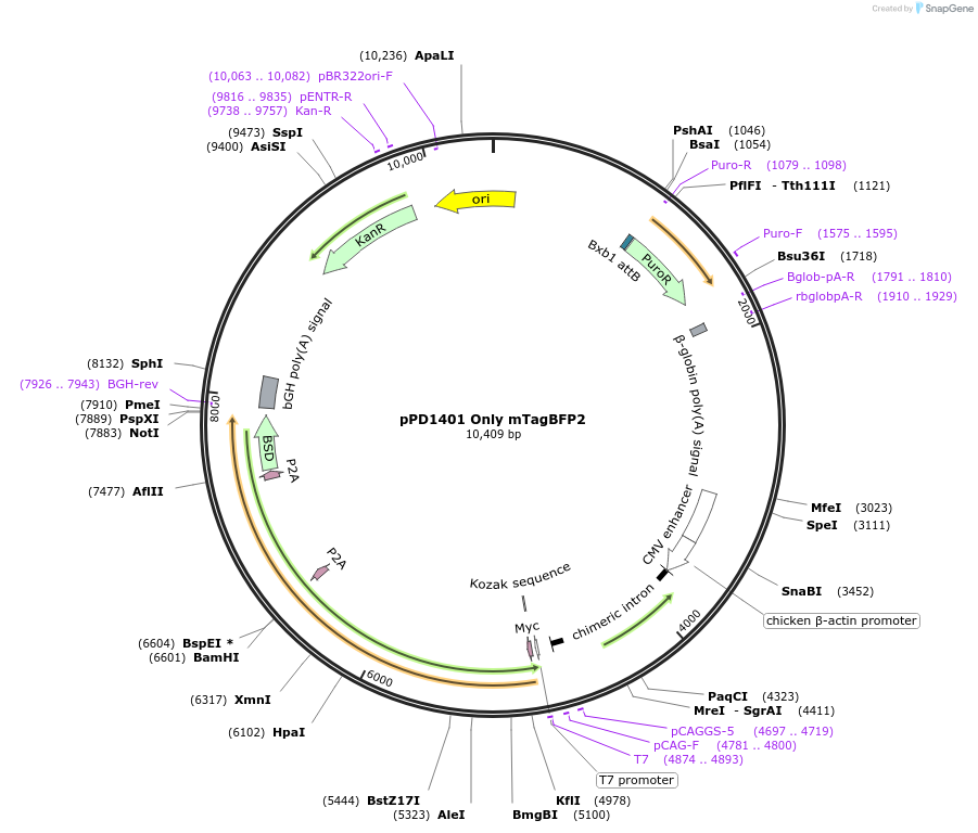 253890-plasmid-map-sequence-id-506255