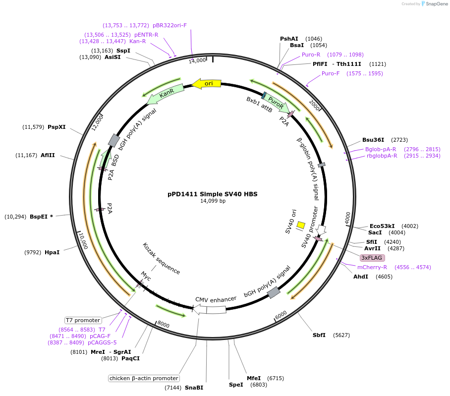 253894-plasmid-map-sequence-id-506257