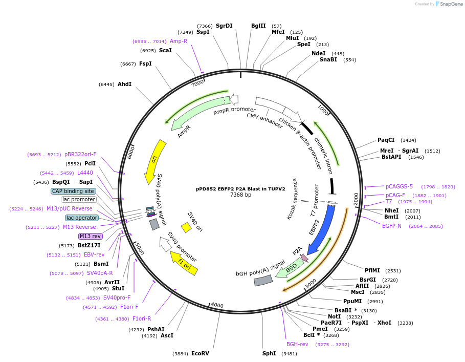 253887-plasmid-map-sequence-id-506275
