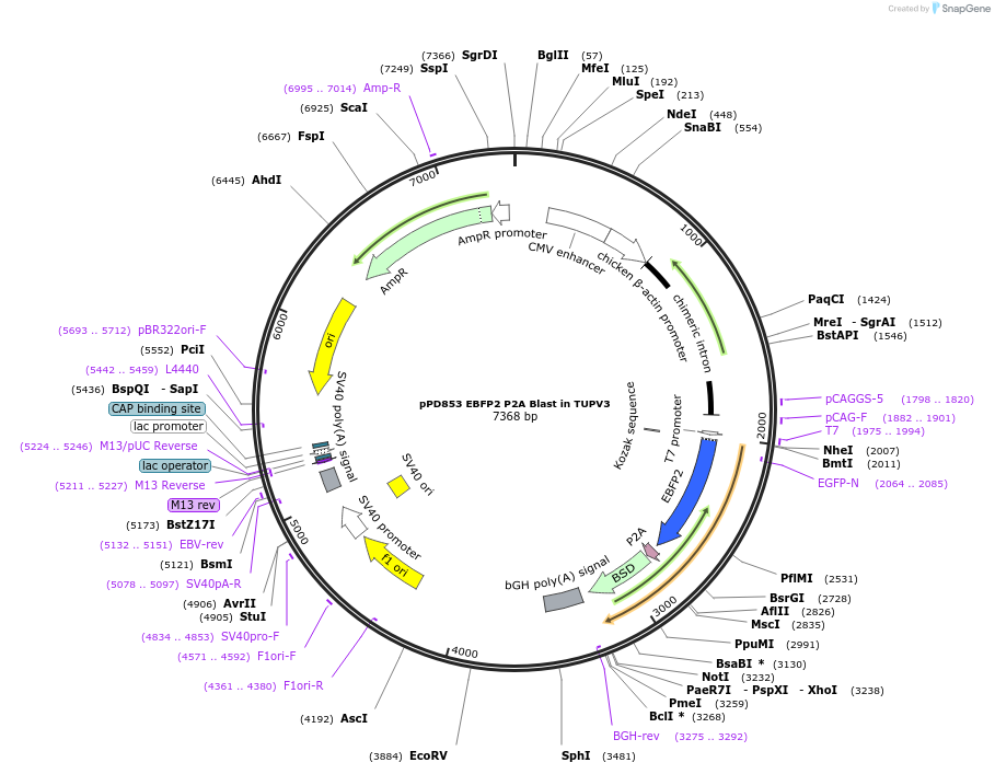 253888-plasmid-map-sequence-id-506276