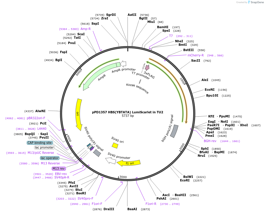 253909-plasmid-map-sequence-id-506280
