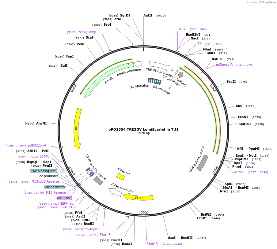 253905-plasmid-map-sequence-id-506281