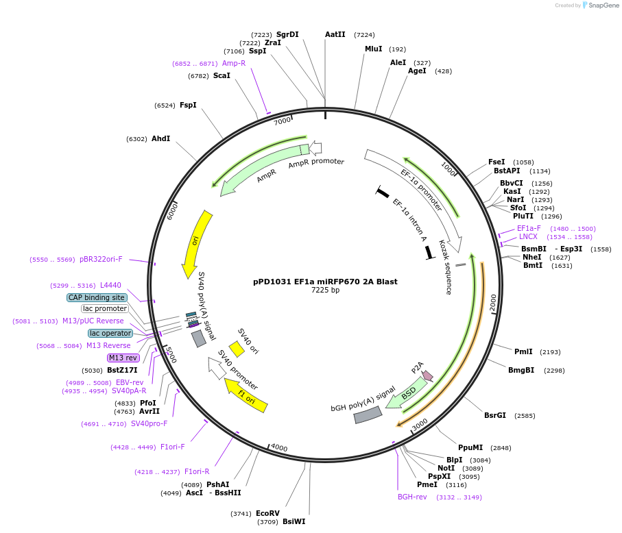 253904-plasmid-map-sequence-id-506285