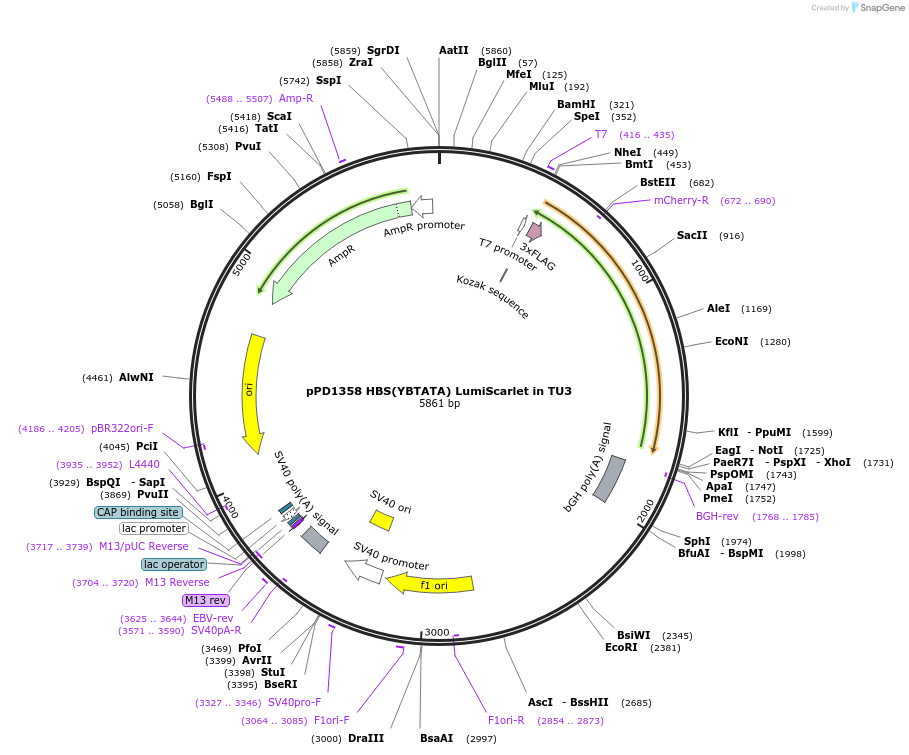 253910-plasmid-map-sequence-id-506286