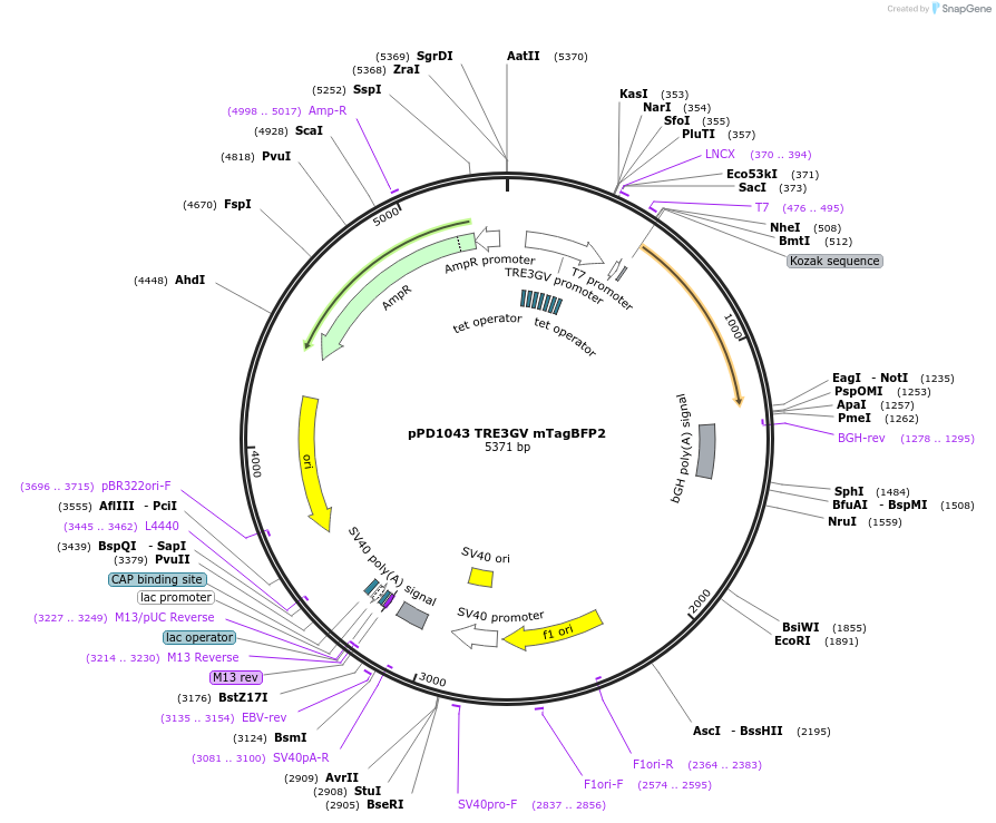253903-plasmid-map-sequence-id-506287