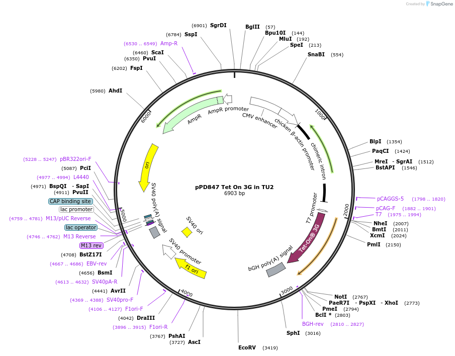253884-plasmid-map-sequence-id-506288