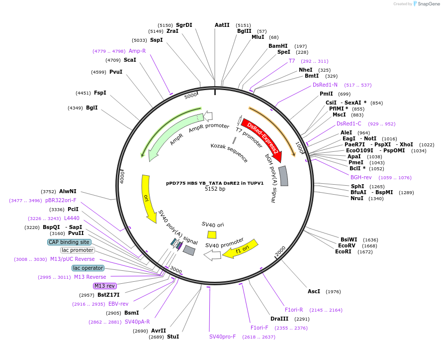 253886-plasmid-map-sequence-id-506290