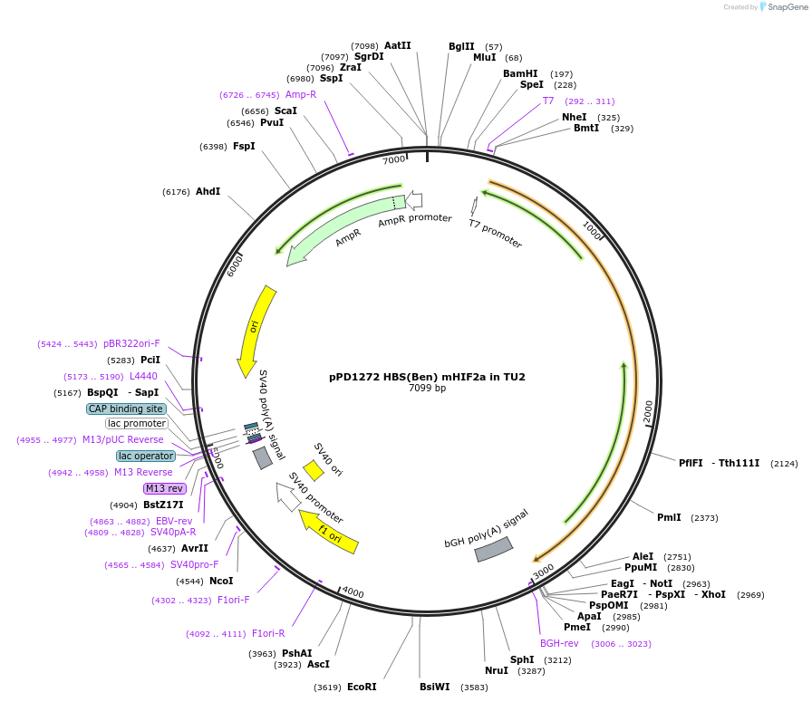253913-plasmid-map-sequence-id-506292