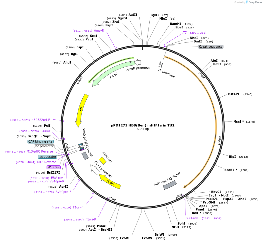 253912-plasmid-map-sequence-id-506293