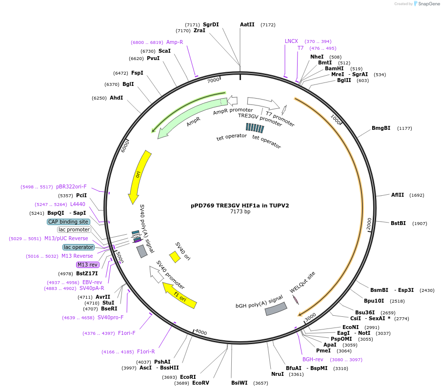 253882-plasmid-map-sequence-id-506295