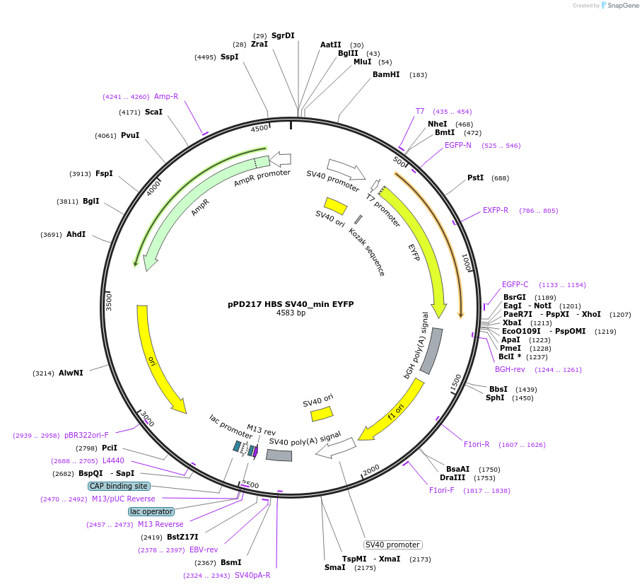 253876-plasmid-map-sequence-id-506298