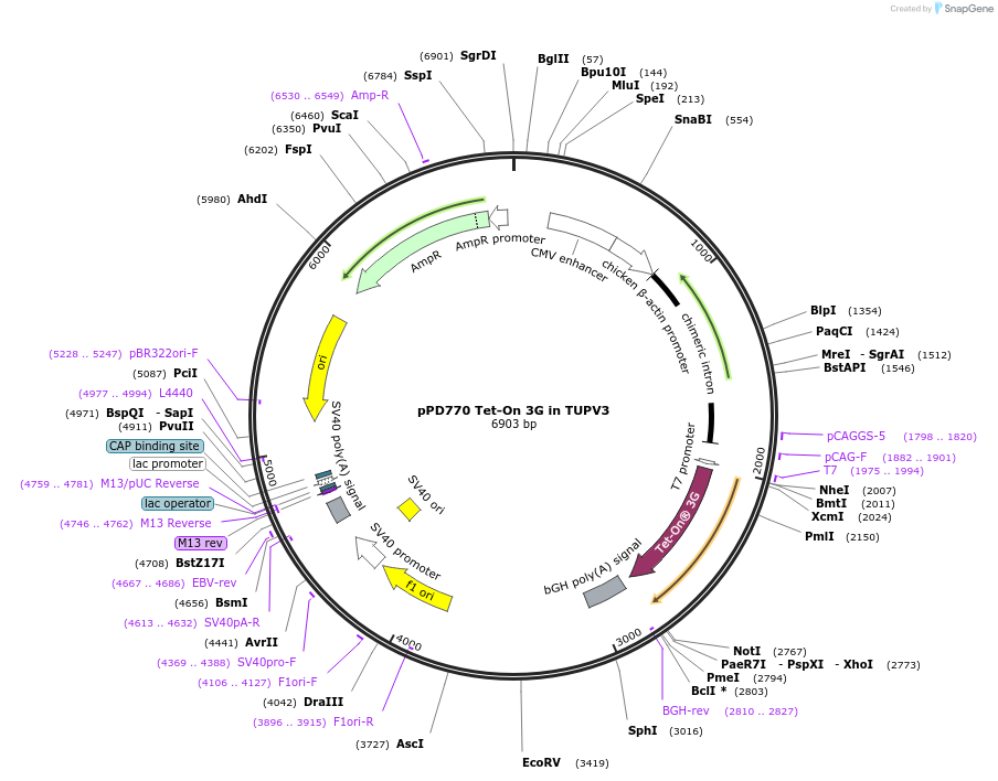 253883-plasmid-map-sequence-id-506300