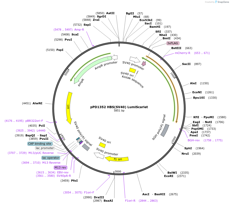 253907-plasmid-map-sequence-id-506302