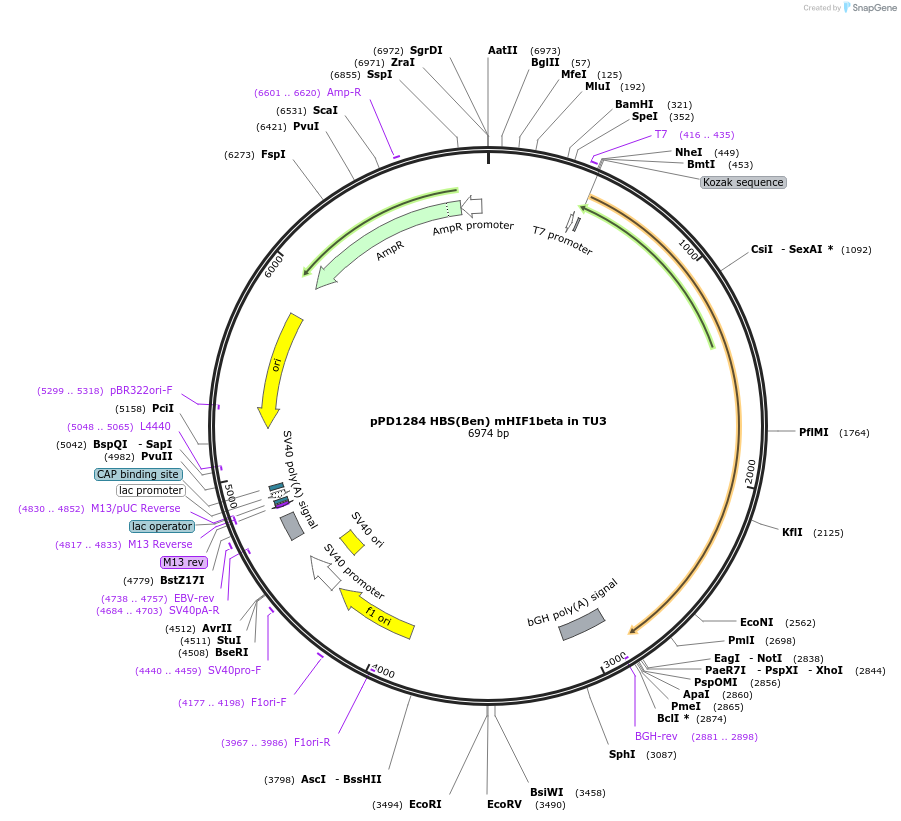 253914-plasmid-map-sequence-id-506305