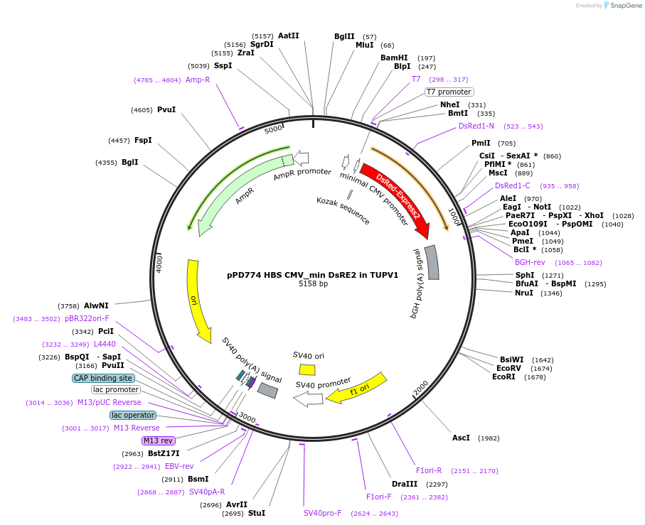253885-plasmid-map-sequence-id-506306