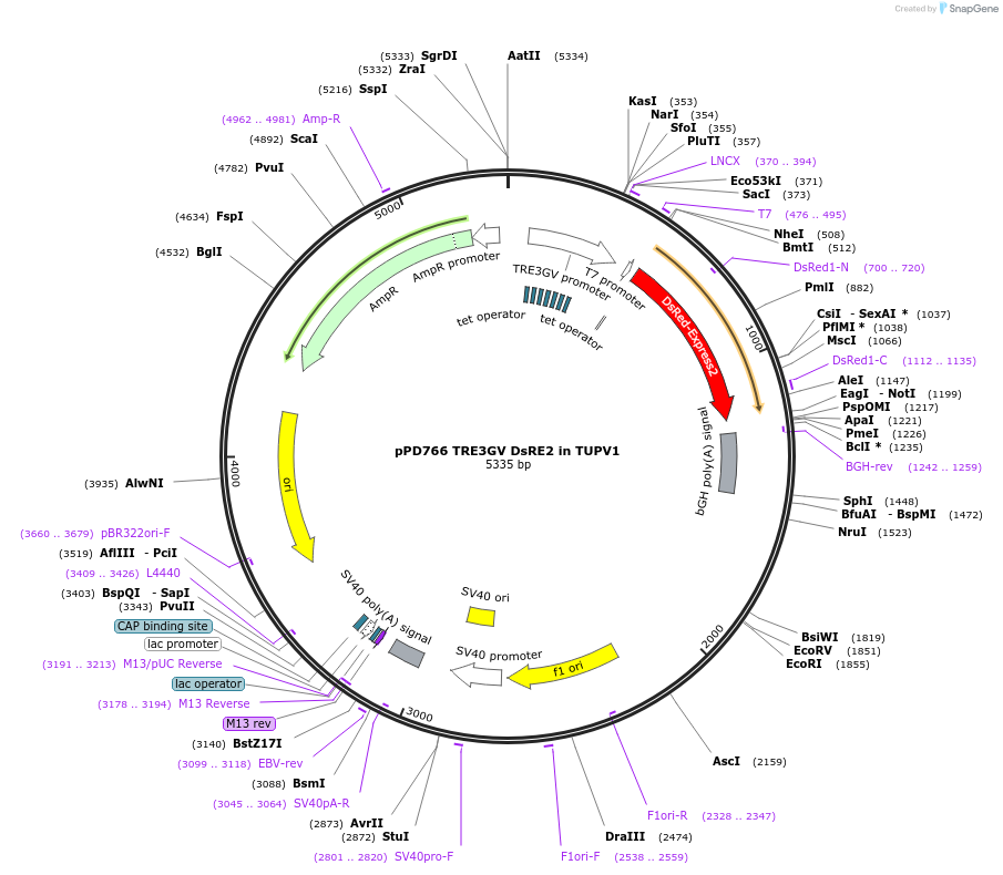 253881-plasmid-map-sequence-id-506309