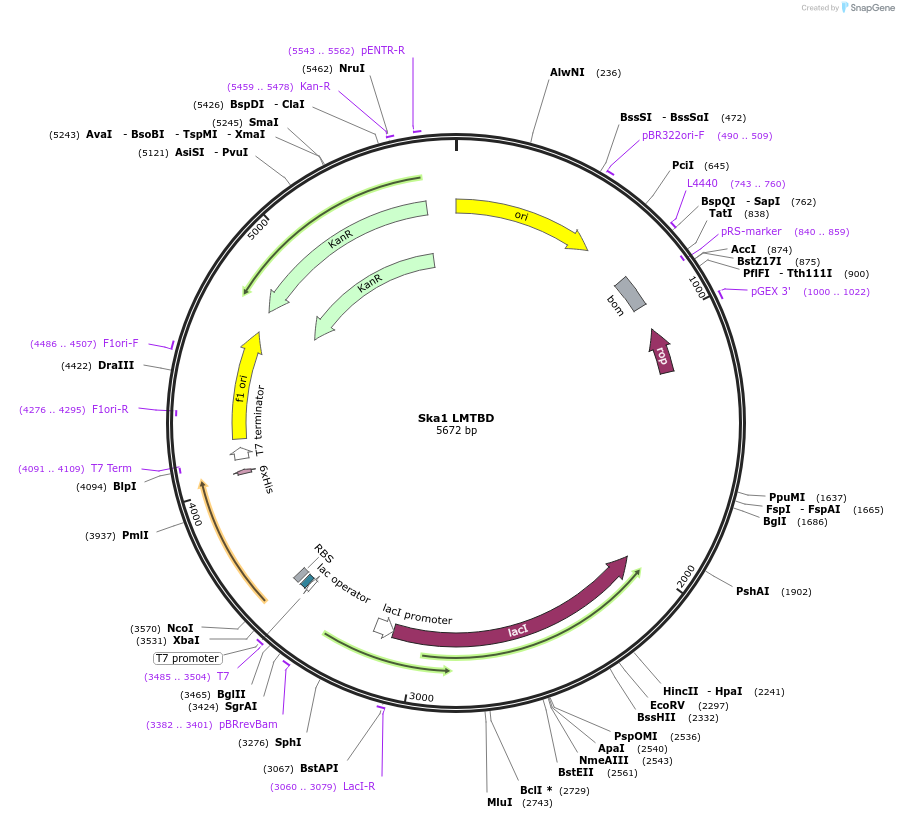 253360-plasmid-map-sequence-id-506317