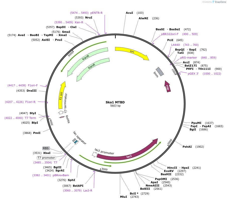 253359-plasmid-map-sequence-id-506322