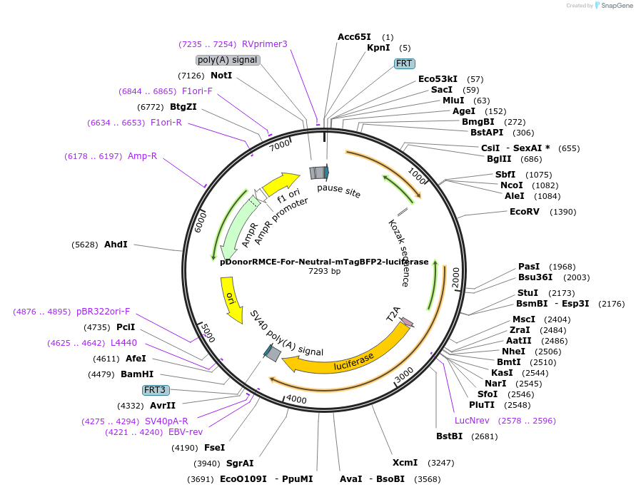 253441-plasmid-map-sequence-id-506447