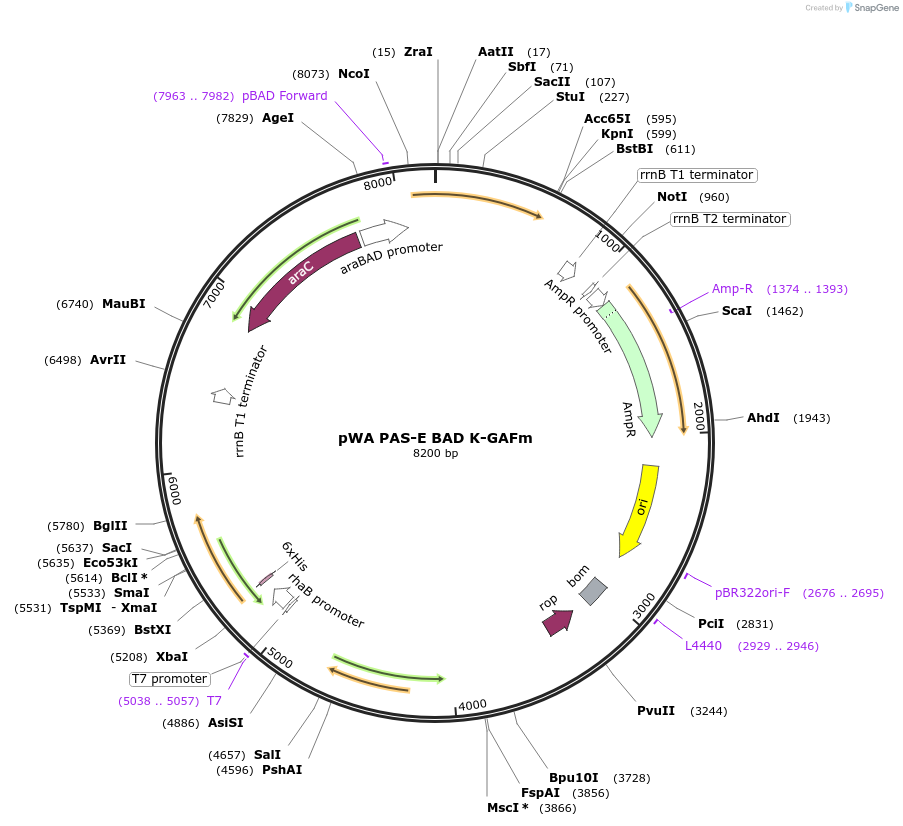 39866-plasmid-map-sequence-id-50645