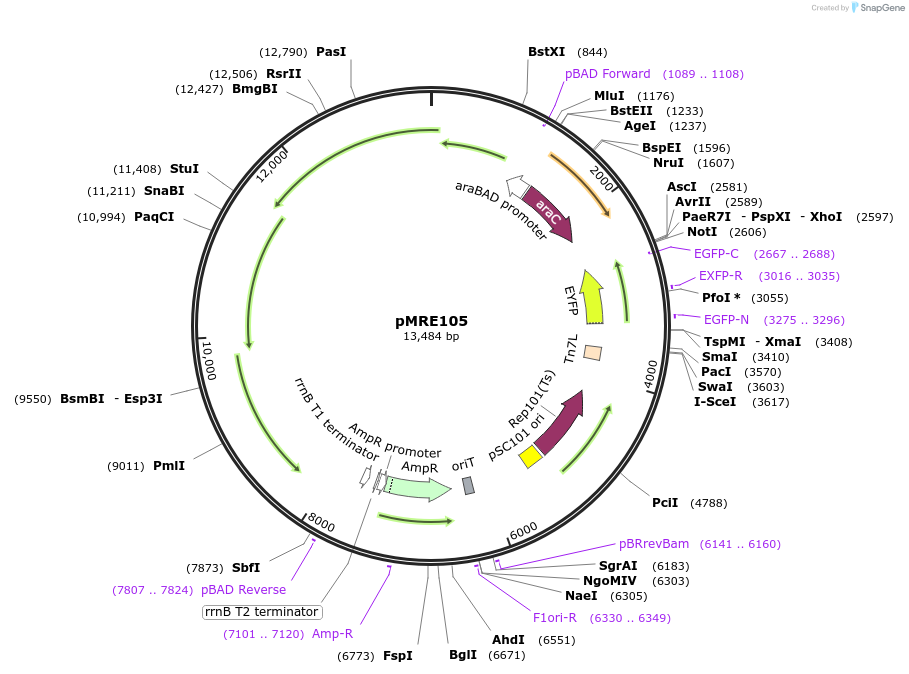 246834-plasmid-map-sequence-id-506457