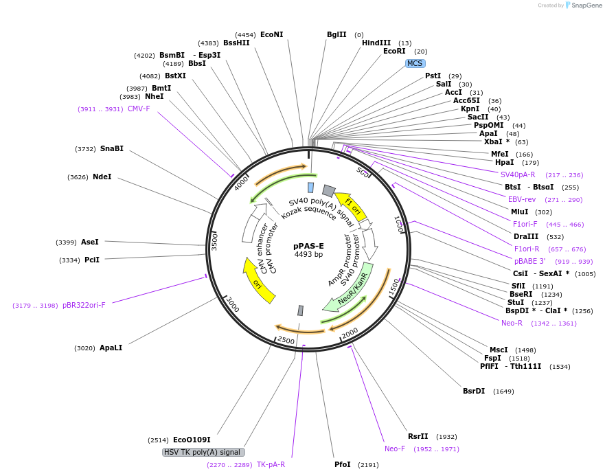 39867-plasmid-map-sequence-id-50650